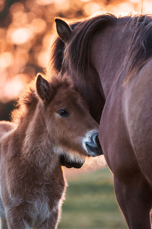 Fohlen mit Mutterstute, Magdeburg